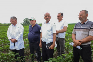Sabirabadda fermerlər üçün pambıqçılıq üzrə maarifləndirici sahə görüşü keçirilib