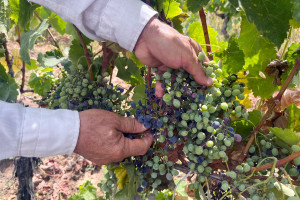 Aqrar sığorta eksperti olmaq istəyən namizədlər üçün növbəti təlimlər keçirilib