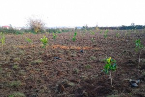 AMAL çərçivəsində Lənkəranda 150 hektar sahədə limon ağacları əkilib
