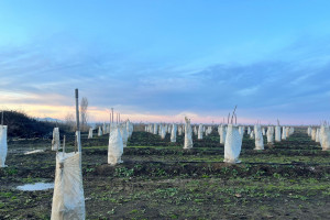 Azərbaycanda limon, naringi və portağal bağı üzrə sığorta ödənişləri edilib