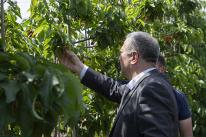 Kənd təsərrüfatı nazirinin müavini Elçin Zeynalov Şabranda vətəndaşları qəbul edib, təsərrüfatlara baş çəkib