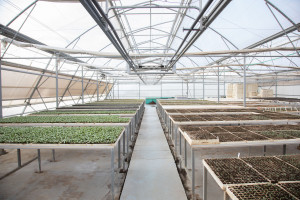 Latviya nümayəndə heyəti Tərəvəzçilik Elmi-Tədqiqat İnstitutunun fəaliyyəti ilə tanış olub