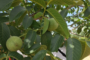 Aqrar sığorta eksperti olmaq istəyənlər üçün növbəti təlimlər keçirilib