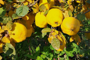 Elm, təhsil və insan resursları şöbəsinin müdiri İlham Süleymanov Saatlıda vətəndaşları qəbul edib, təsərrüfatlara baş çəkib