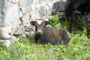 Laçında yerləşən yak təsərrüfatında 28 buzov doğulub