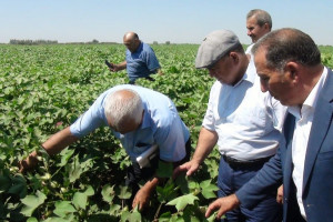 Beyləqanda “Yerli və introduksiya olunmuş pambıq sortlarının quraqlığa, xəstəliklərə və şoranlığa davamlılığı” mövzusunda tarla seminarı keçirilib