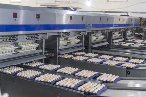 Nazir Məcnun Məmmədov Xızı və Abşeronda yerləşən quşçuluq müəssisələrinin fəaliyyəti ilə tanış olub