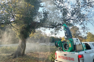 Qəhvəyi mərmər bağacığına qarşı mübarizə tədbirləri davam etdirilir