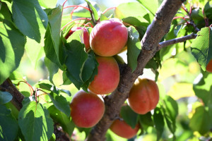 Ağdərənin Çaylı kəndində “Frutti Aqro” MMC tərəfindən salınmış intensiv meyvə bağına baxış keçirilib