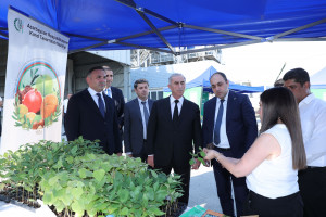 Hacıqabulda növbəti Aqrar Biznes Festivalı və toxum sərgi-satış yarmarkası keçirilib