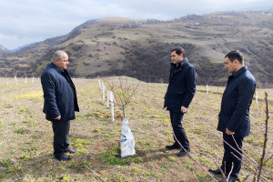 Aqrar Sığorta Fondunun İdarə Heyətinin sədri Fuad Sadıqov Lerikdə vətəndaşları qəbul edib, təsərrüfatlara baş çəkib