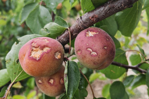 Aqrar Sığorta Fondu təsərrüfatlara dəyən zərərləri qiymətləndirir