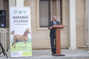 Azərbaycanda Qarabağ atlarının biomaterial bankı yaradılıb