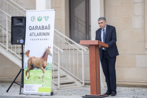 Azərbaycanda Qarabağ atlarının biomaterial bankı yaradılıb