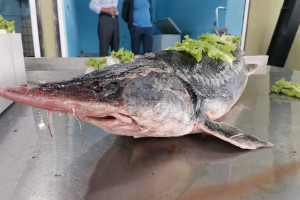 Bakıda balıq yarmarkası keçirilir