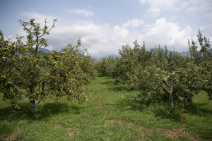 Nazir Məcnun Məmmədov Şəkidə nazirliyin regional bölmələrinin fəaliyyəti ilə tanış olub, təsərrüfatlara baş çəkib