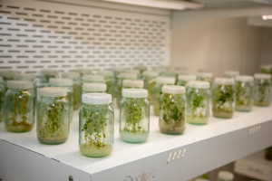 Latviya nümayəndə heyəti Tərəvəzçilik Elmi-Tədqiqat İnstitutunun fəaliyyəti ilə tanış olub