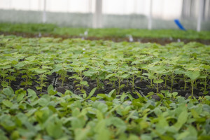 Field trips to innovative farms organized within the framework of the “Caspian Agro Week” exhibition