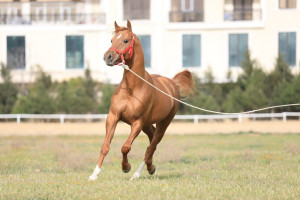 Qarabağ və Dilbaz at cinslərinin genetik xəritəsi hazırlanır
