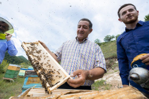 Kəlbəcər yaylaqlarına daha 2500 arı ailəsinin köçürülməsinə başlanılıb