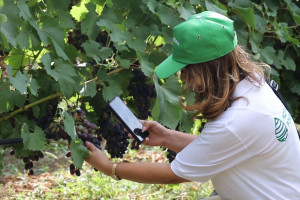 Aqrar sığorta üzrə ilk qadın ekspert fəaliyyətə başlayıb