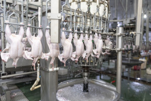 Nazir Məcnun Məmmədov Xızı və Abşeronda yerləşən quşçuluq müəssisələrinin fəaliyyəti ilə tanış olub