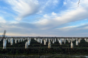 Azərbaycanda limon, naringi və portağal bağı üzrə sığorta ödənişləri edilib