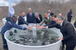 Kür çayına 4 000 ədəd çəkikimi balıq körpələrinin buraxılışı həyata keçirilib