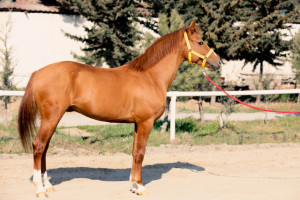 Qarabağ və Dilbaz at cinslərinin genetik xəritəsi hazırlanır