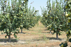 Elm, təhsil və insan resursları şöbəsinin müdiri İlham Süleymanov Ağstafada vətəndaşları qəbul edib, təsərrüfatlara baş çəkib