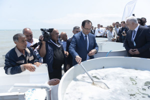 Beynəlxalq Bioloji Müxtəliflik Günü münasibətilə Neftçalada Xəzər dənizinə nərə cinsli balıq körpələri buraxılıb