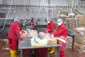 Nazir Məcnun Məmmədov Xızı və Abşeronda yerləşən quşçuluq müəssisələrinin fəaliyyəti ilə tanış olub