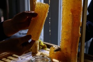 The next honey fair will be held in Baku - registration has started
