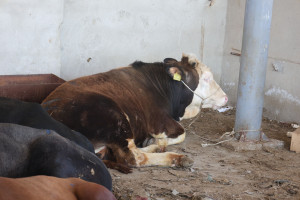 Qurban bayramı ilə əlaqədar heyvan satışı və kəsimi yerlərində profilaktiki tədbirlər görülüb
