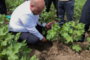 Sabirabadda fermerlər üçün pambıqçılıq üzrə maarifləndirici sahə görüşü keçirilib