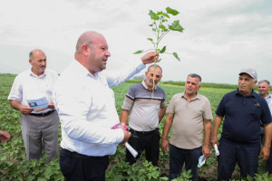 Sabirabadda fermerlər üçün pambıqçılıq üzrə maarifləndirici sahə görüşü keçirilib