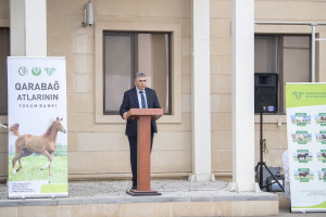 Azərbaycanda Qarabağ atlarının biomaterial bankı yaradılıb