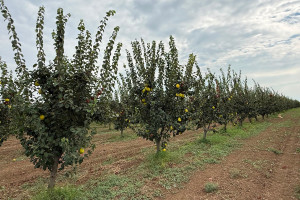 Aqrar Təlim Mərkəzinin mütəxəssisləri Tovuzda nümunəvi heyva bağı ilə tanış olublar