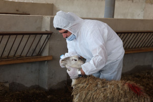 Qurban bayramı ilə əlaqədar heyvan satışı və kəsimi yerlərində profilaktiki tədbirlər görülüb