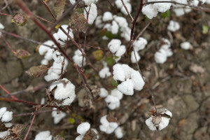 Pambıqçılıqda bioloji mübarizənin tətbiqinin nəticələrinə dair tarla seminarı keçirilib