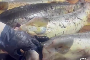 Sosial şəbəkələr vasitəsilə qanunsuz nərə balığı və kürüsü satan şəxslərlə bağlı reydlər davam edir