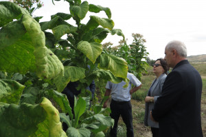 Kənd təsərrüfatı nazirinin müavini İlhamə Qədimova Şəkidə vətəndaşları qəbul edib, fermerlərlə görüşüb