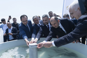 Beynəlxalq Bioloji Müxtəliflik Günü münasibətilə Neftçalada Xəzər dənizinə nərə cinsli balıq körpələri buraxılıb