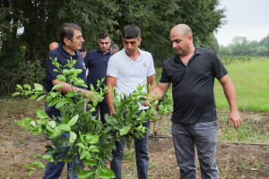 Astarada beynəlxalq ekspertin iştirakı ilə müasir suvarma sistemləri üzrə sahə görüşü keçirilib