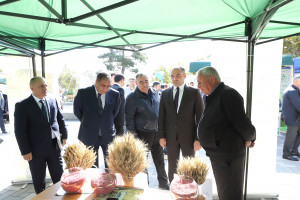 Balakən və Qax rayonlarında toxum sərgi-satış yarmarkaları keçirilib