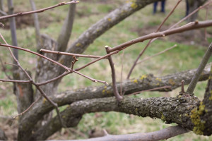 Fermerlərə “İntensiv meyvə bağlarının salınması və idarə olunması texnologiyaları” mövzusunda təlim keçirilib