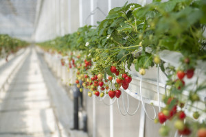 Field trips to innovative farms organized within the framework of the “Caspian Agro Week” exhibition