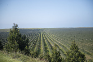 Field trips to innovative farms organized within the framework of the “Caspian Agro Week” exhibition