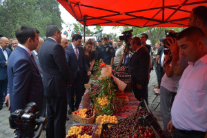 Azərbaycanda ilk dəfə olaraq “Albalı və gilas” festivalı keçirilib