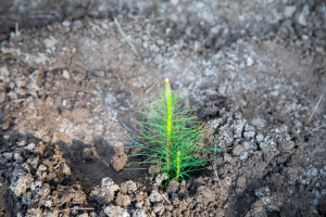 Latviya nümayəndə heyəti Tərəvəzçilik Elmi-Tədqiqat İnstitutunun fəaliyyəti ilə tanış olub